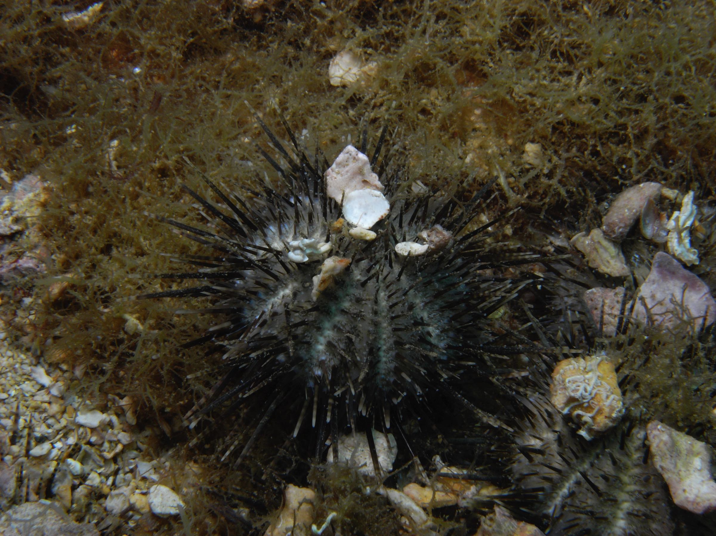 Echinoidea Echinoid