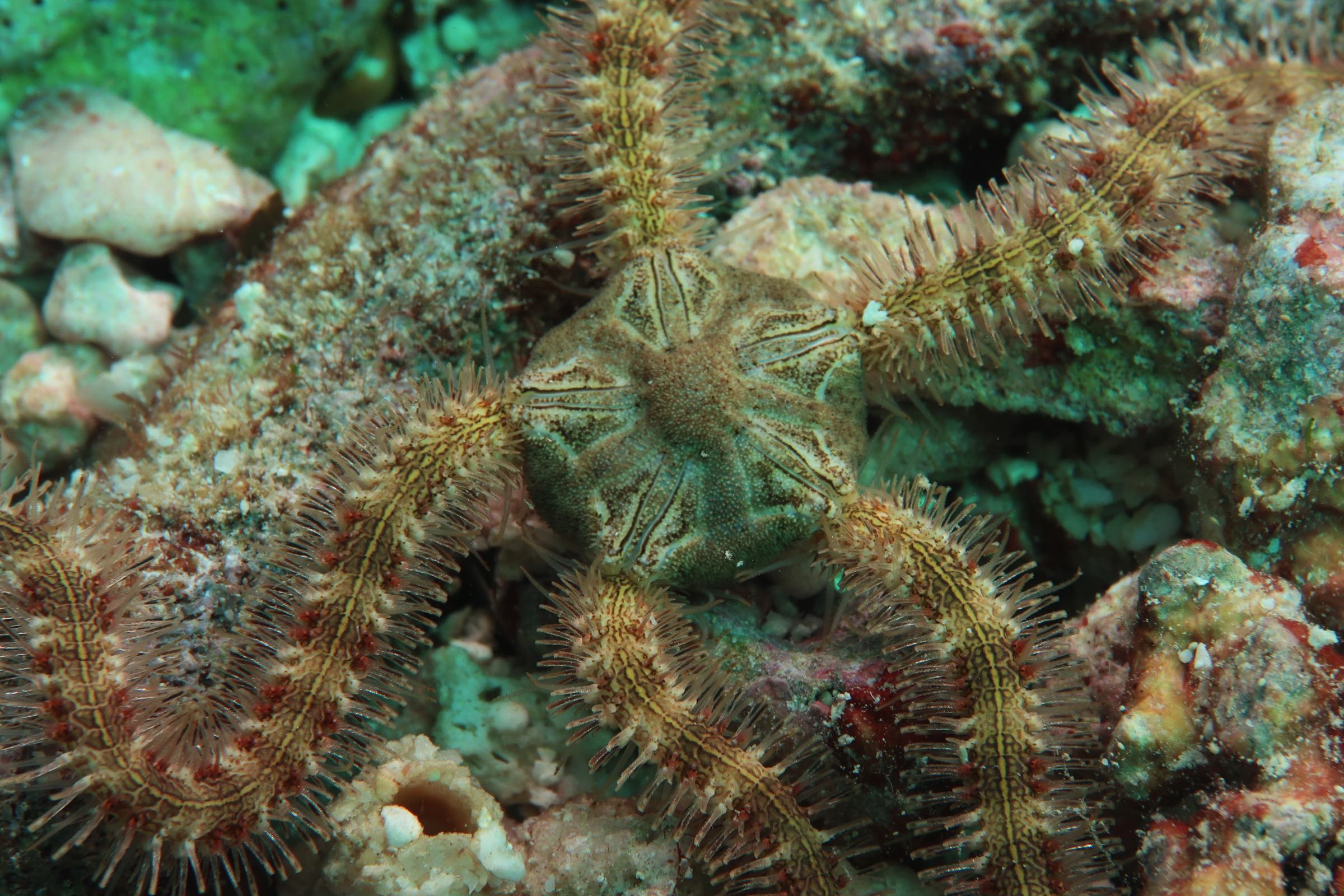 Ophiuroidea EchinoID
